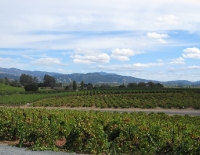 D'Argenzio Winery