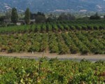 D’Argenzio Wine Tasting — Santa Rosa and Enoteca Los Angeles