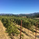 Alderspring Vineyard